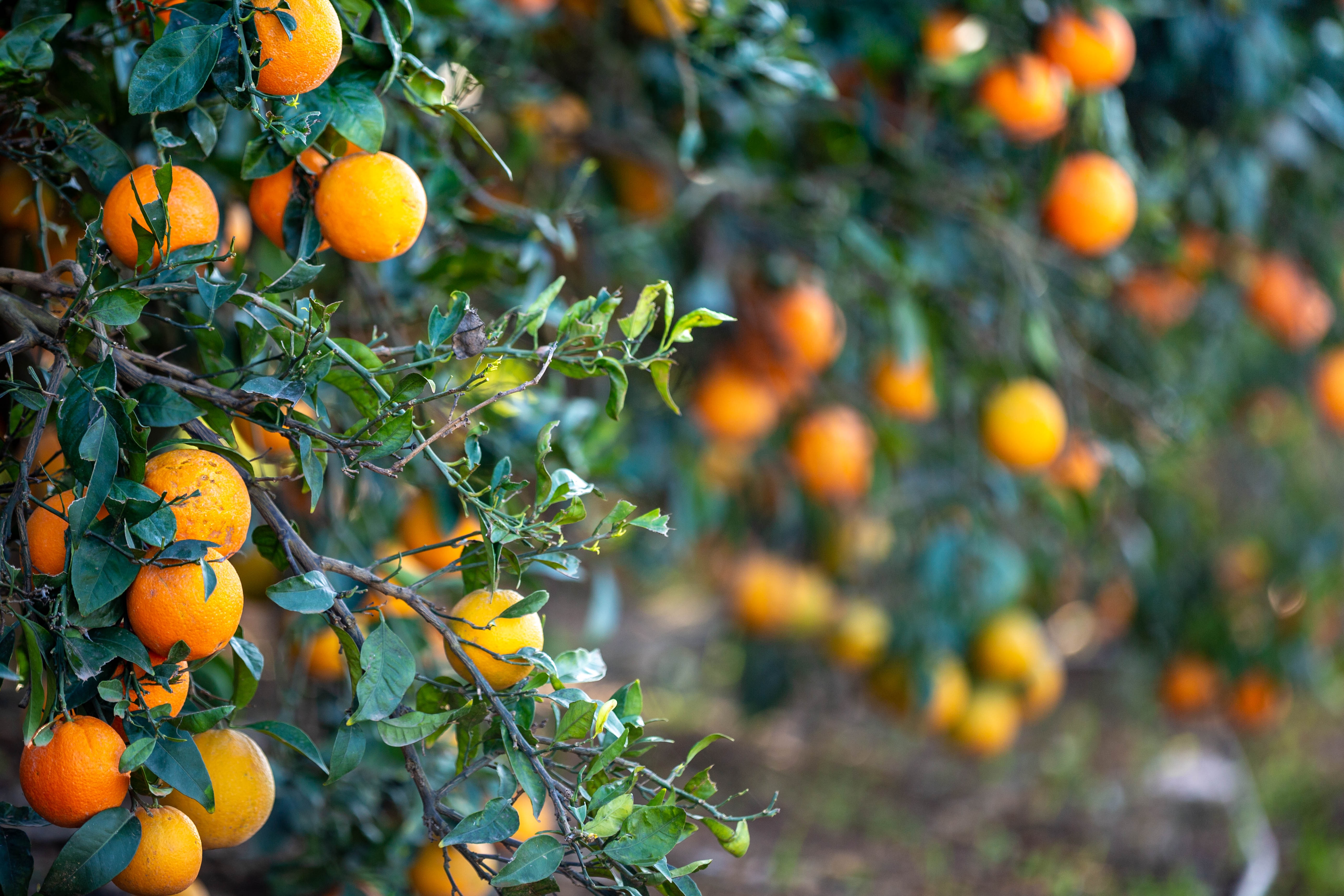 Nahaufnahme eines Orangenbaums auf einer Plantage in der Nähe von Valencia.