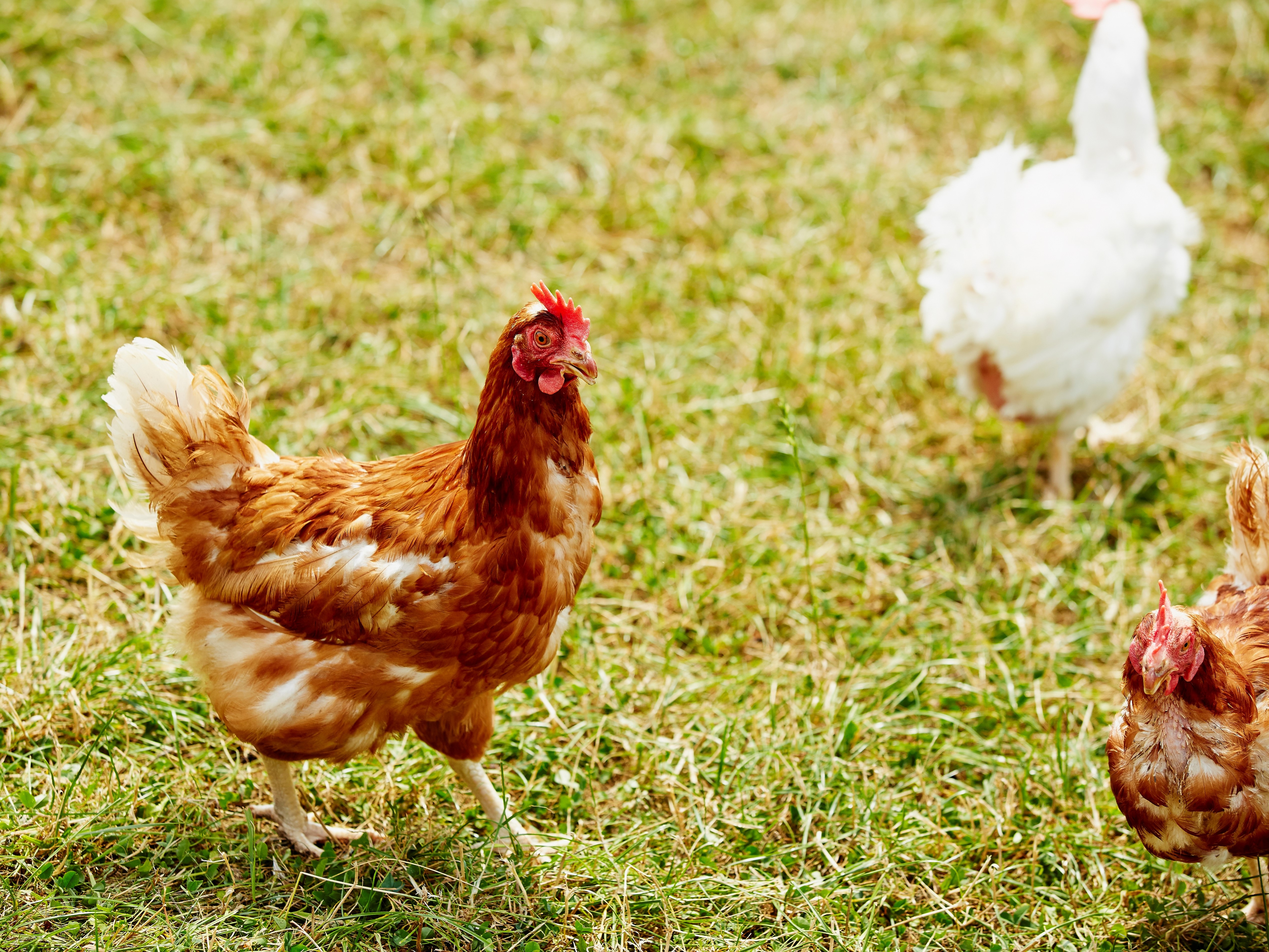 Mehr über Tiergesundheit und Tierwohl erfahren.