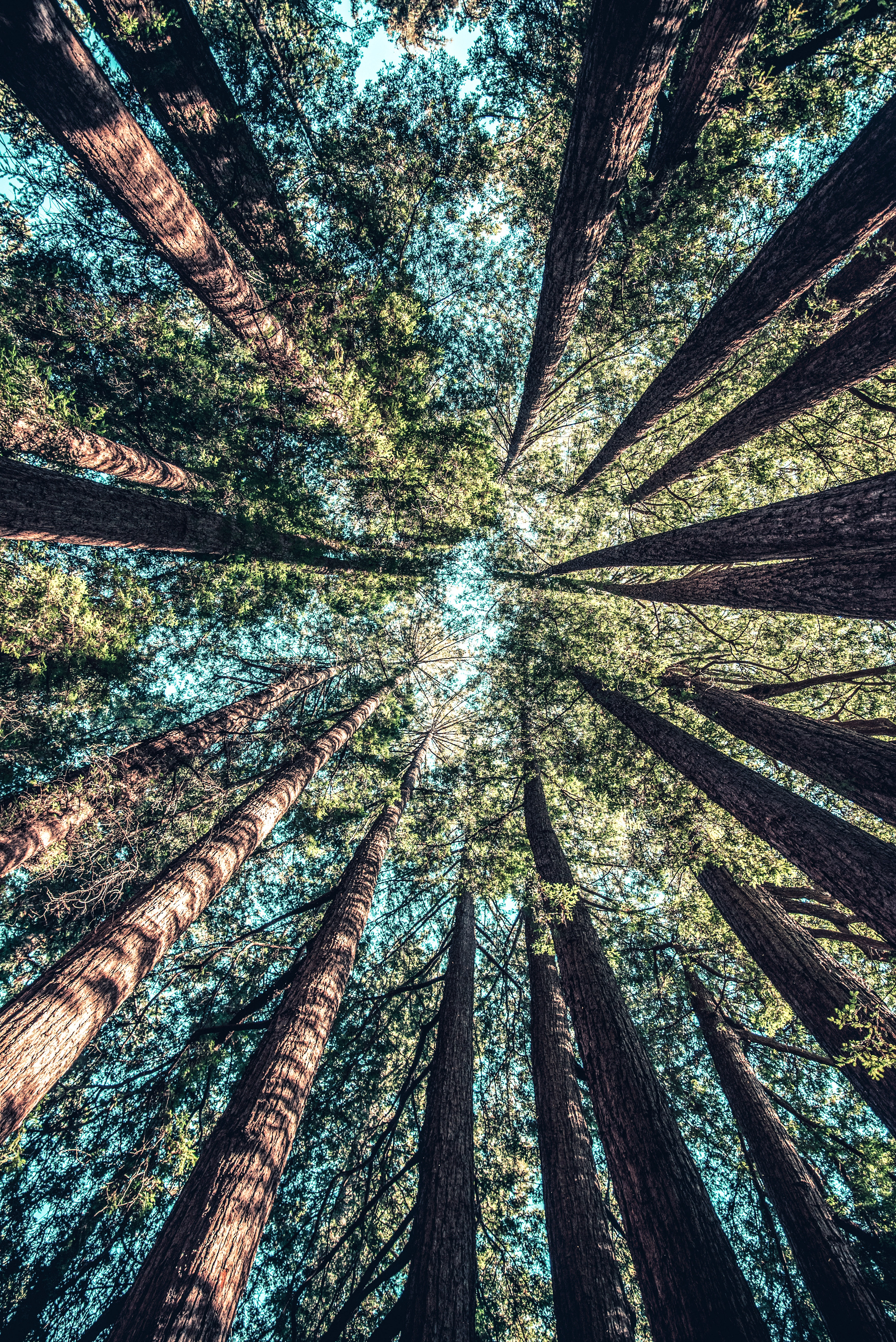 Themenfelder der strategischen Partnerschaft von EDEKA und WWF: Holz, Papier, Tissue