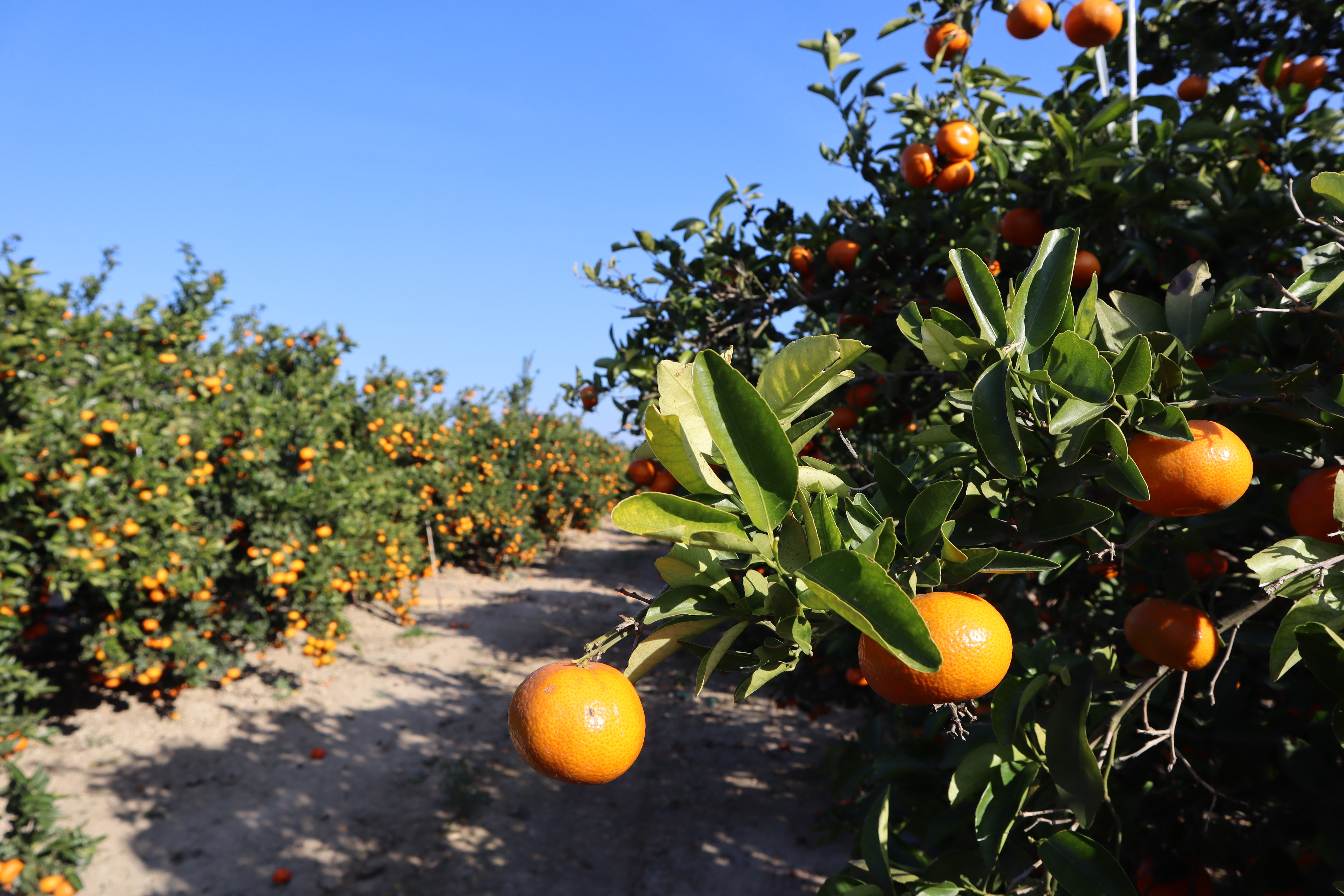 Orangenplantage