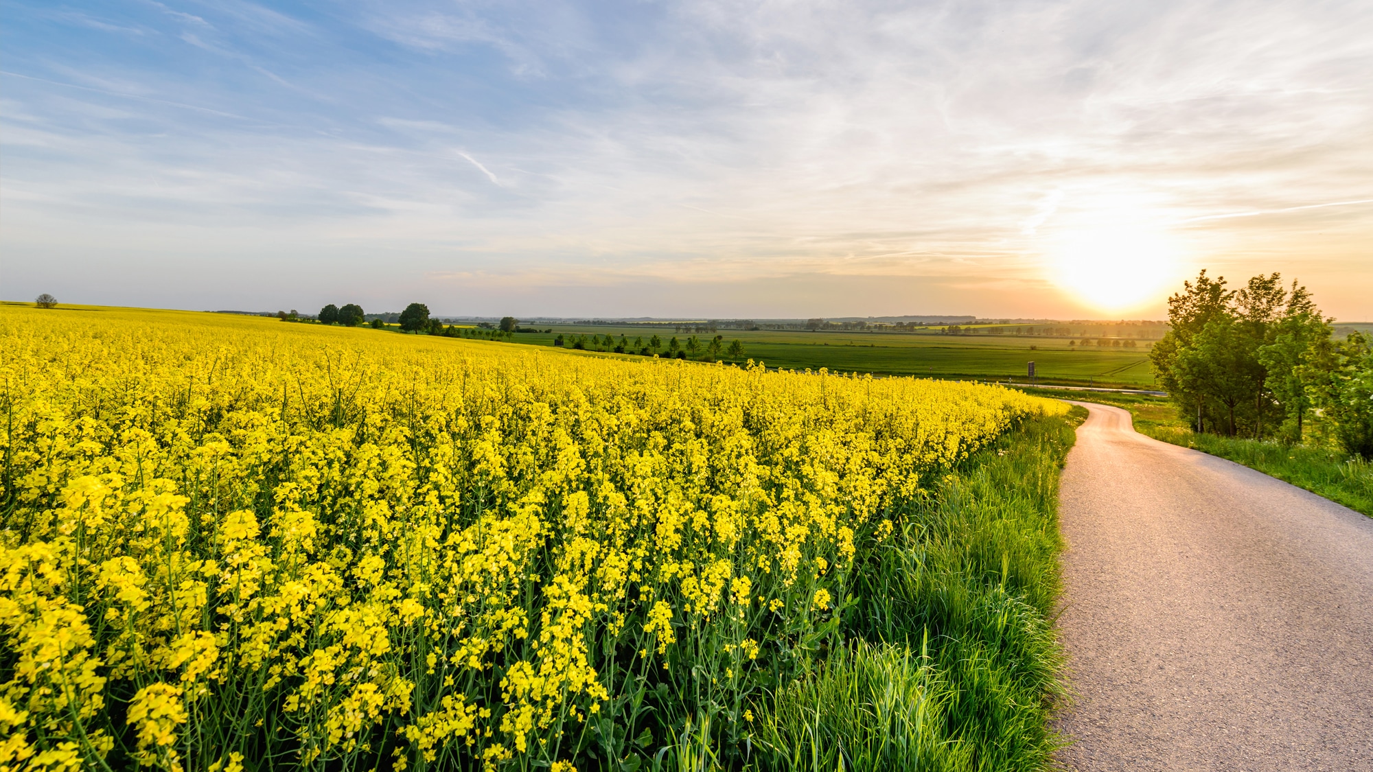 Landschaftspanorama mit Blick auf ein blühendes, leuchtend gelbes Rapsfeld.