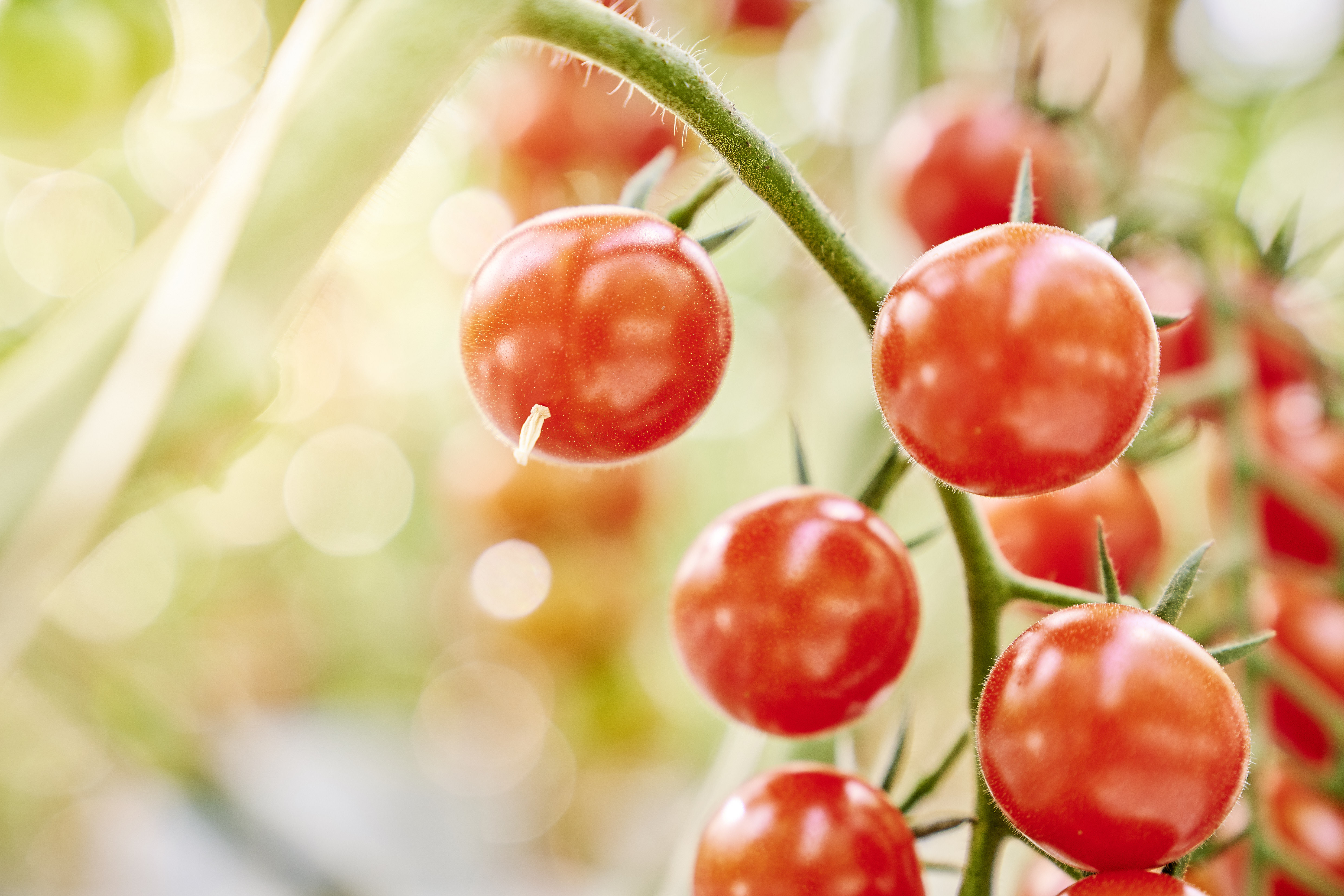 Snacktomaten