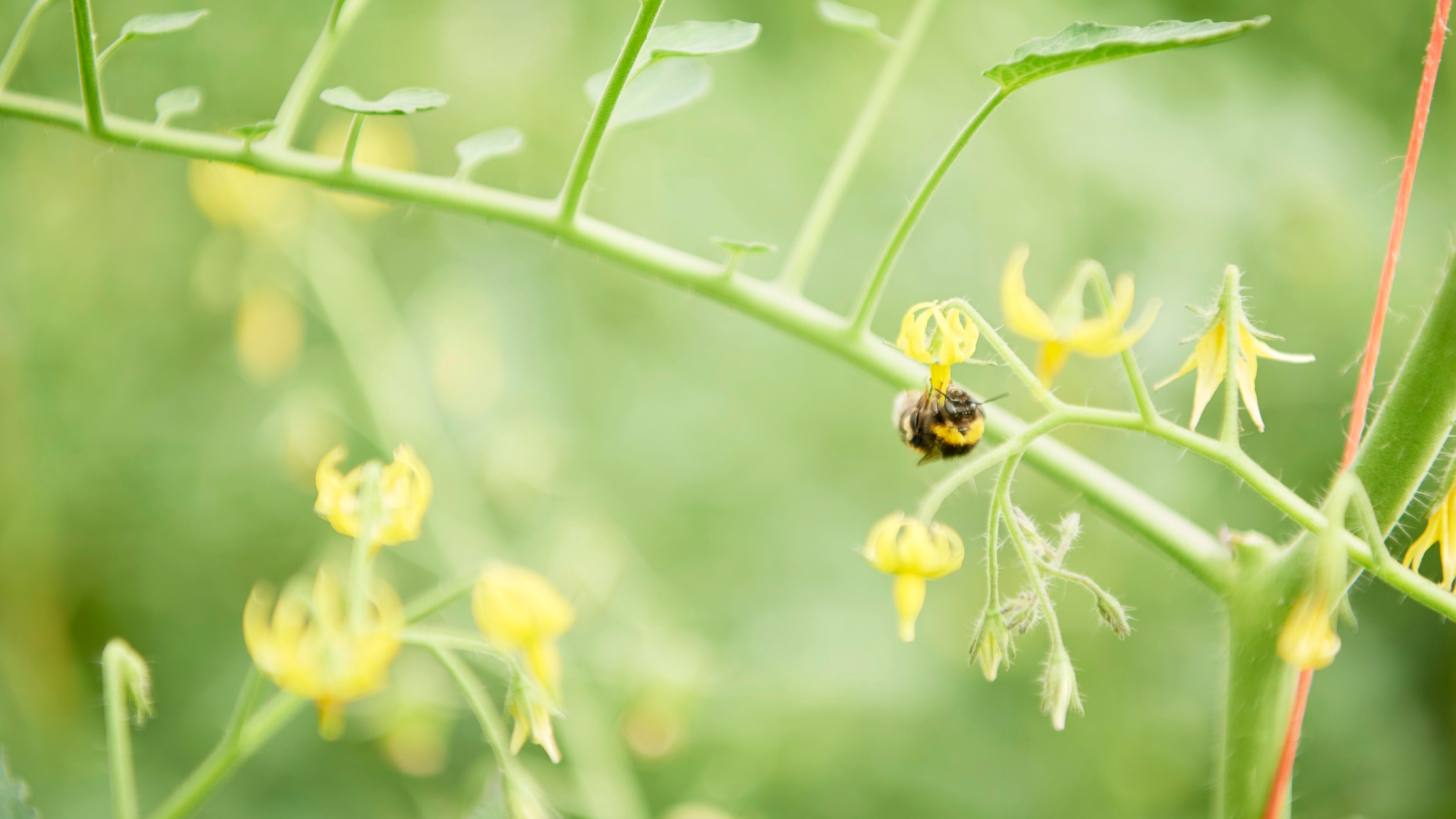 Nahaufnahme einer kleinen Biene, die kopfüber an einer gelben Blüte hängt. Die Blüte ist Teil eines dünnen, grünen Zweiges.