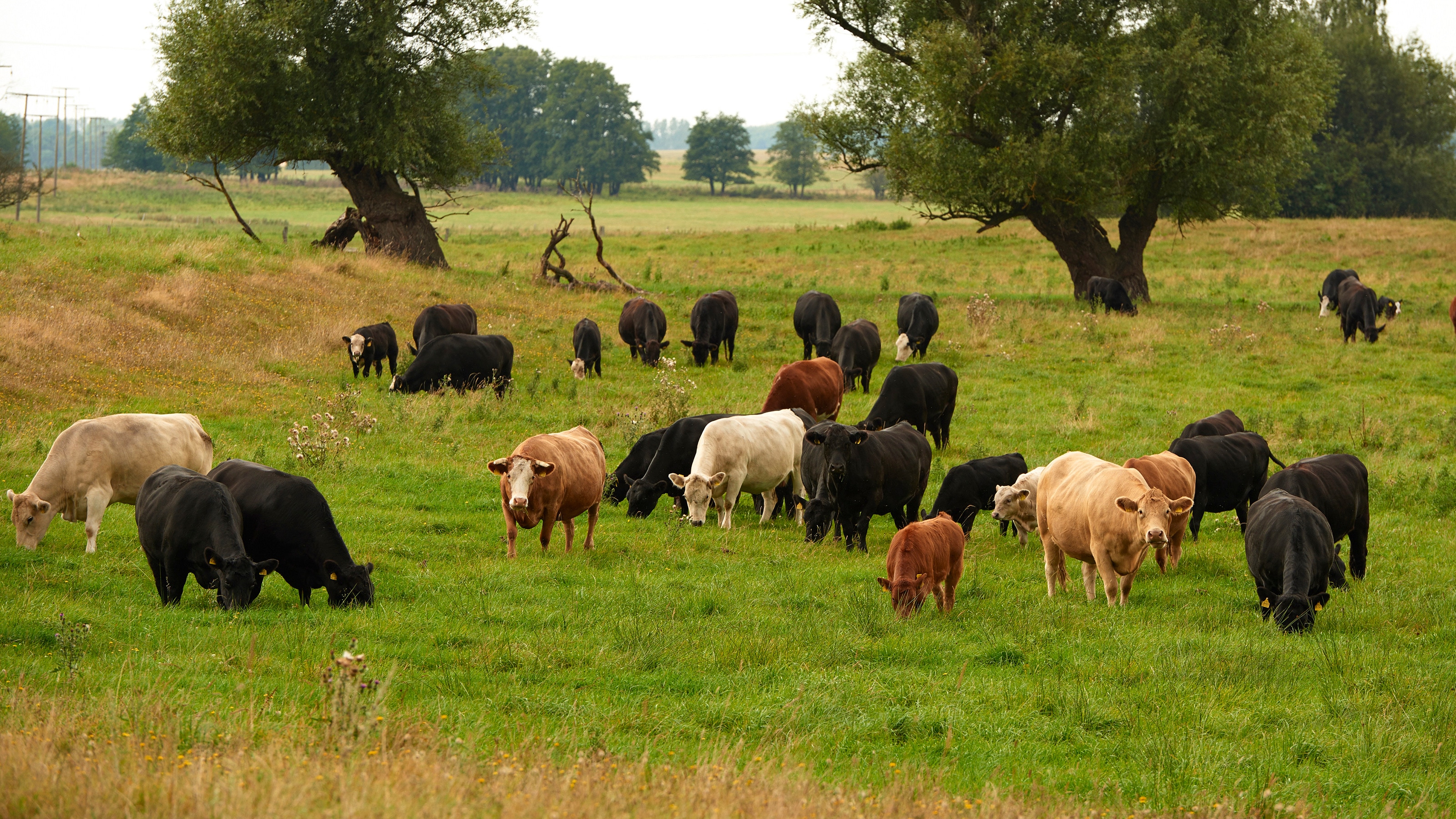 Kühe auf einer Wiese